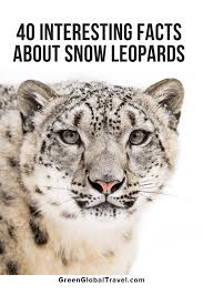 A visitor to the kruger national park filmed a duel between a leopard and a porcupine. 40 Interesting Facts About Snow Leopards Snow Leopard Facts Leopard Facts Snow Leopard