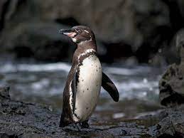Galapagos penguin can reach 19 to 20 inches in height and 4.4 to 8.8 pounds of weight. Galapagos Penguin Bird Britannica