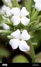 Image result for Euphorbia schimperiana