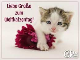 Katzen spüren, wie sich menschen fühlen. Coolphotos De Grusskarten Internationaler Katzentag 8 8