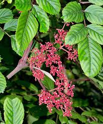 Image result for Leea