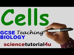 Plant cells also have a cell wall, and often have chloroplasts and a permanent vacuole. Cells Animal Plant Cells Gcse Biology Science Youtube