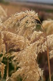 Image result for Phragmites australis