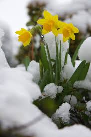 We Planted The Smaller Varieties Of Daffodils Such As These February Gold Or Tete A Tete Since In Most Years They Fl Daffodils Azalea Flower Winter Flowers