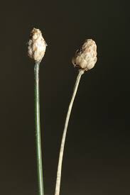 Image result for Eleocharis geniculata