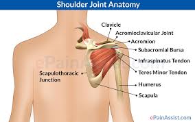 Shoulder blade anatomy diagram shoulders should be stabilized by squeezing shoulder blades together slightly only the elbow joint should move sit in upright position on a flat bench rest dumbbells. Diagram Of The Shoulder Koibana Info Shoulder Joint Anatomy Shoulder Muscle Anatomy Joints Anatomy