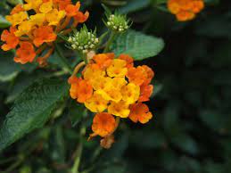 Lantana Camara Spreading Sunset Common Name Lantana Origin Mexico Trees To Plant Lantana Plants
