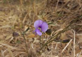 Image result for Vangueriopsis lanciflora