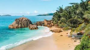 Image result for Oldenlandia verrucitesta