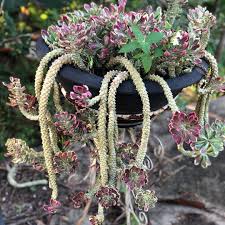 Image result for Monadenium