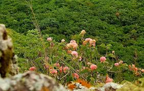 Image result for Dombeya acutangula