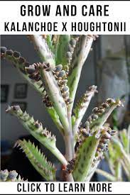 Pin On Types Of Succulents