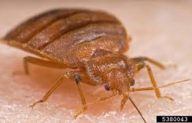 Bed Bugs [fact sheet] | UNH Extension
