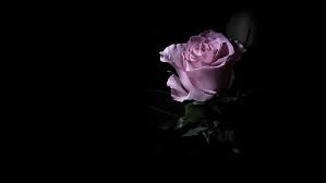 See more ideas about heart wallpaper, iphone wallpaper, cellphone wallpaper. Purple Flower Flower The Dark Background Pink Rose One Hd Wallpaper Wallpaperbetter