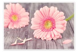 Image result for Gerbera
