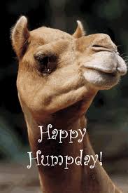 A camel asks a woman guess what today is? and she responds with it's hump day during a commercial for geico. Pin On Hump Day