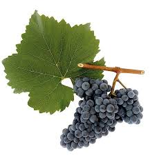 Grape Varieties Austrian Wine