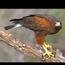 Black And White Hawk Eagle Texas Name That Bird 5 Harris Hawk Birds Birds Of Prey