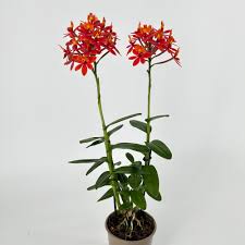 Image result for Bulbophyllum oreonastes