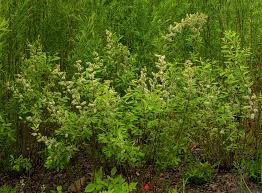 Image result for Vandellia humilis