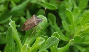 5 Trucchi Naturali Per Tenere Lontane Le Cimici Da Casa Cimici Cimice Verde Rimedi Naturali