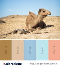 Two colors that are on opposite sides of the color wheel. 10 Camel Color Palette Ideas In 2021 Icolorpalette