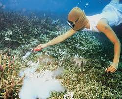 Selain karena harganya yang relatif terjangkau oleh semua kalangan. Penangkapan Ikan Yang Merusak Ekosistem Laut Sharing Informasi Perikanan