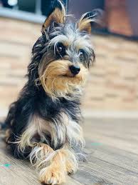 Pinscher e poodle cruzam acidentalmente - veja como ficou a filhote