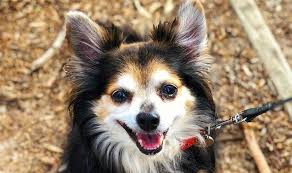 How big will chihuahua mix pomeranian dog get. Top 12 Cutest Pomeranian Mix Dog Breeds Puppies Club