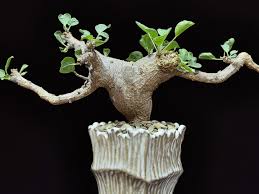 Image result for Euphorbia fanshawei