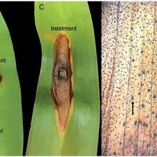 Products are manufactured in locations in usa , canada ,mexico and korea. Pdf Identification And Characterization Of Macrophomina Phaseolina Causing Leaf Blight On White Spider Lilies Crinum Asiaticum And Hymenocallis Littoralis In Malaysia