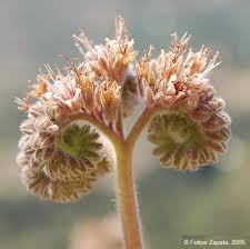 Image result for Hydrophyllaceae