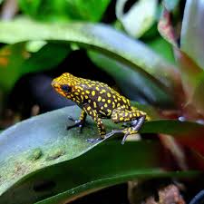 Image result for Amphiasma redheadii