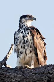 Birds Of Prey Images African Hawk Eagle Hawk Eagle Birds Of Prey South African Birds