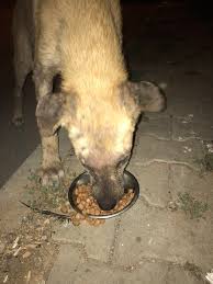 Argo Hatun Ø¹ÙÙ ØªÙÙØªØ± Arkadaslar Bana Mama Yollar Misiniz Ben De Ihtiyaci Olana Kopek Kedi Ic Parazit Hapi Ve Kopekler Icin Protein Iceren Cigneme Kemigi Yollayabilirim Https T Co Ksiagxff7h