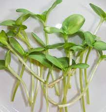 Microgreen Sunflower Seeds West Coast Seeds