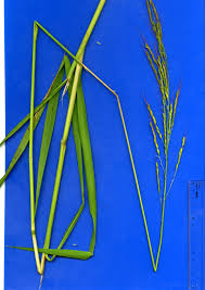 Image result for Oryza longistaminata