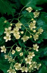 Image result for Thesium wilczekianum