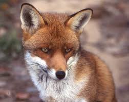 Http Www Corif Net Site Images Especemois Renard Jcoatmeur2 Jpg Signification Animaux Symbole Animaux Animaux