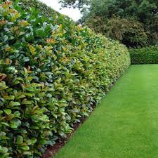 Pruning an overgrown laurel will encourage healthier growth in the future. Laurel Etna Hedge Plants Prunus Laurocerasus Etna Anbri