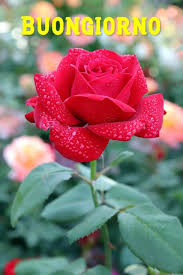 Acquista splendidi mazzi di fiori per ogni occasione. Buongiorno Di Rosa Rossa Con Fiore Rose Belle Fiori Rosa Fotografia Di Fiori