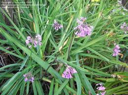 Image result for Tulbaghia fragrans