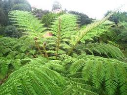 The 'trunk' of the tree fern is where the roots are, so there is no root ball. Pin On Gardening Plants