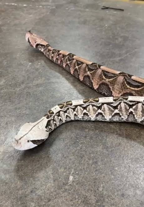 Two beautiful gaboon vipers🤩 These two have such beautiful and distinct  colors🙌 These distinctions often depend on what their natural habitat  looks like🤯 These patterns and colors serve as camouflage ...