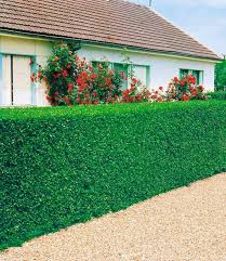 Liguster Hecke Liguster Hecke Liguster Hecke