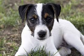 Female jack russell terrier puppy for sale. How Much Does A Jack Russell Terrier Cost