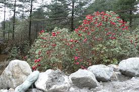 Color (american english) or colour (british english) is the characteristic of human visual perception described through color categories, with names such as. Ground Flowers In Shingba Rhododendron Sanctuary Picture Of Shingba Rhododendron Sanctuary North Sikkim Tripadvisor