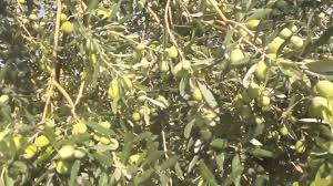 Fidan dikimi ve dikim şekilleri. Zeytin Gubresi Youtube