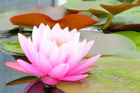 The lotus flower forms the principles of the eightfold path, one of the highest teachings of lord buddha. Lotus Flower Meaning Flower Meaning