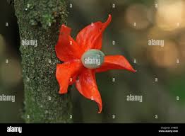 Image result for Heisteria